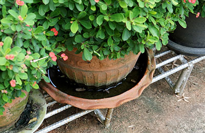 Dengue Fever Prevention - Plant Pots Inspection