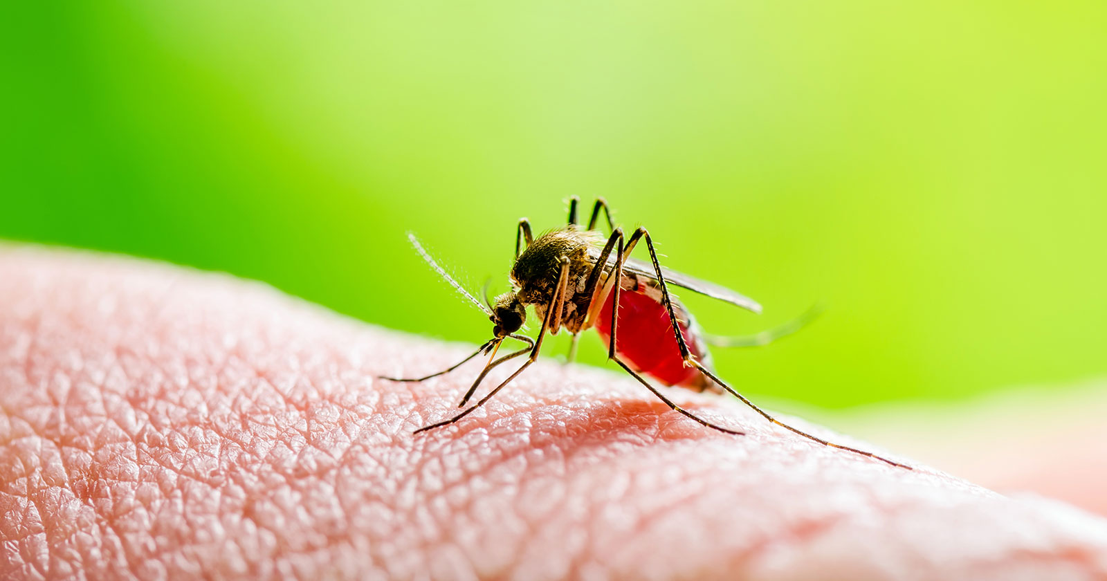 dengue Fever mosquito