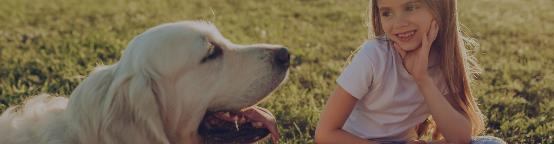 A young girl spends time with her golden retriever in a grassy, sunny park